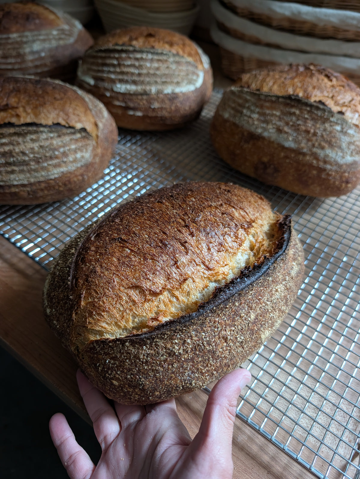 Rustic Einkorn